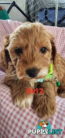 F1 Cavoodle