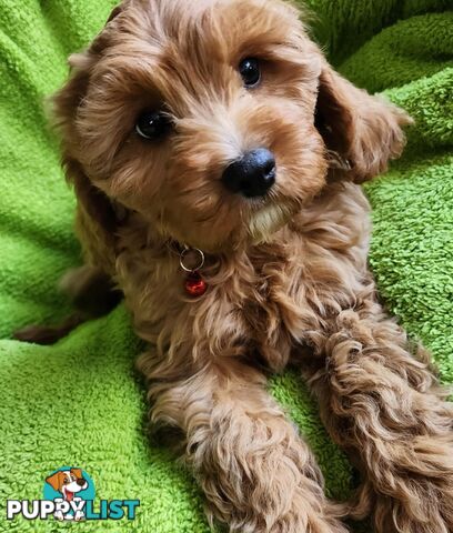 F1 Cavoodle