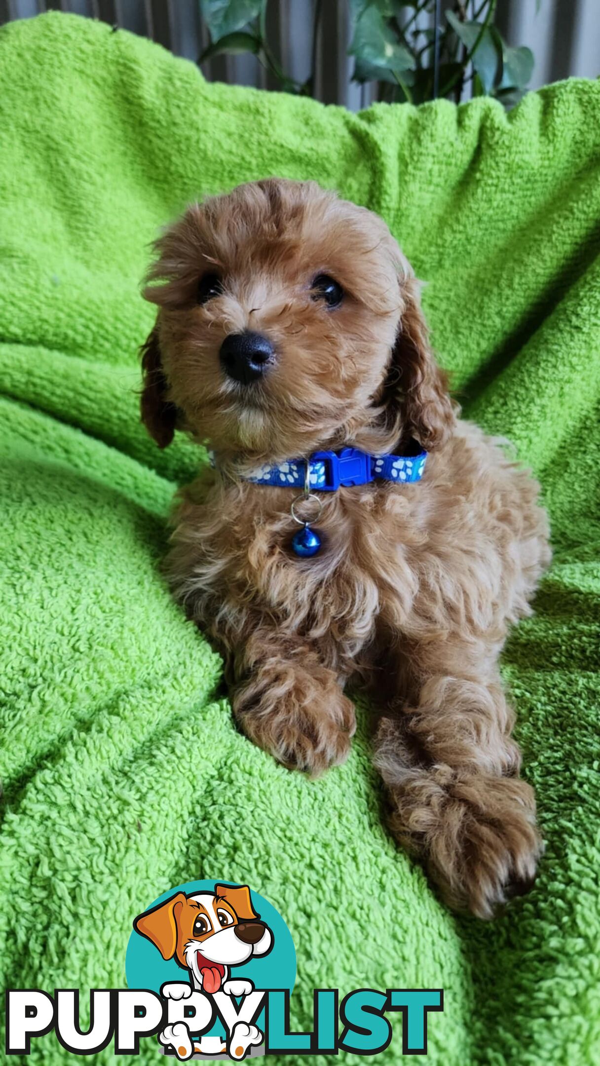 F1 Cavoodle