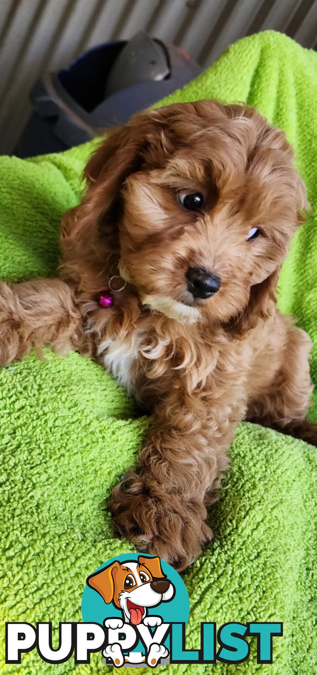 F1 Cavoodle