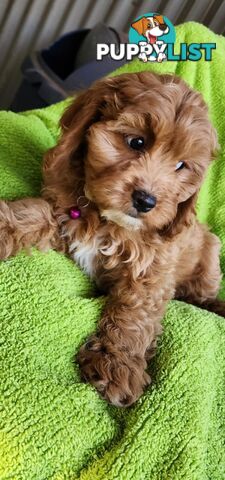 F1 Cavoodle