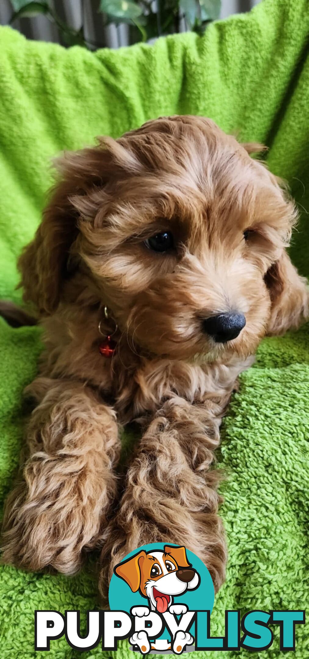 F1 Cavoodle