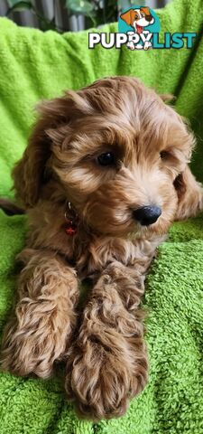 F1 Cavoodle