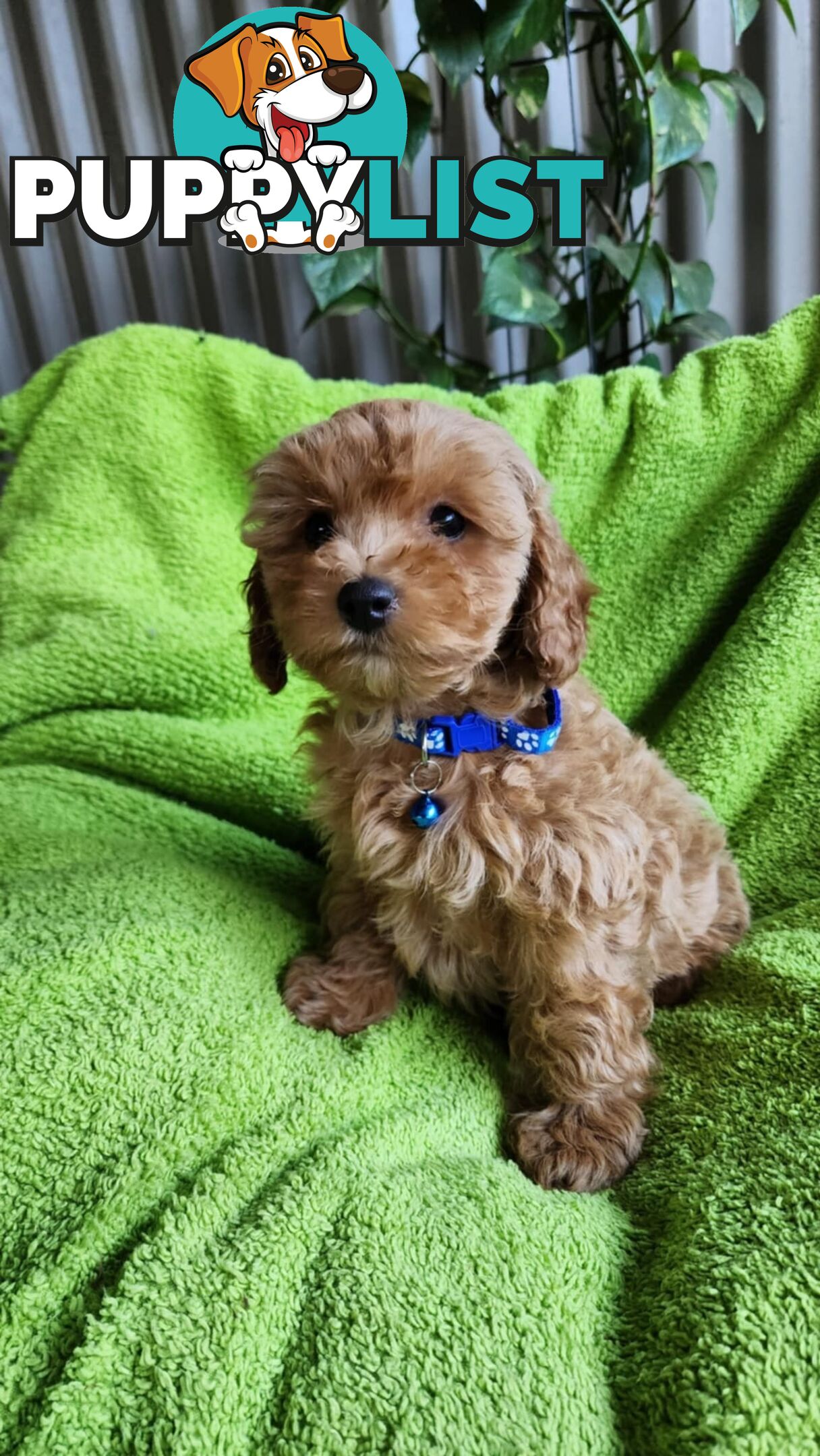 F1 Cavoodle