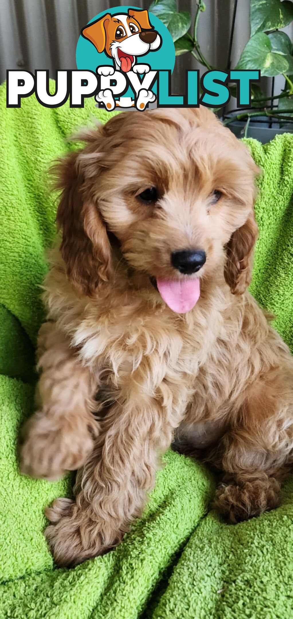 F1 Cavoodle