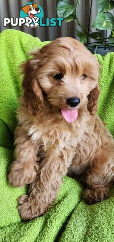 F1 Cavoodle