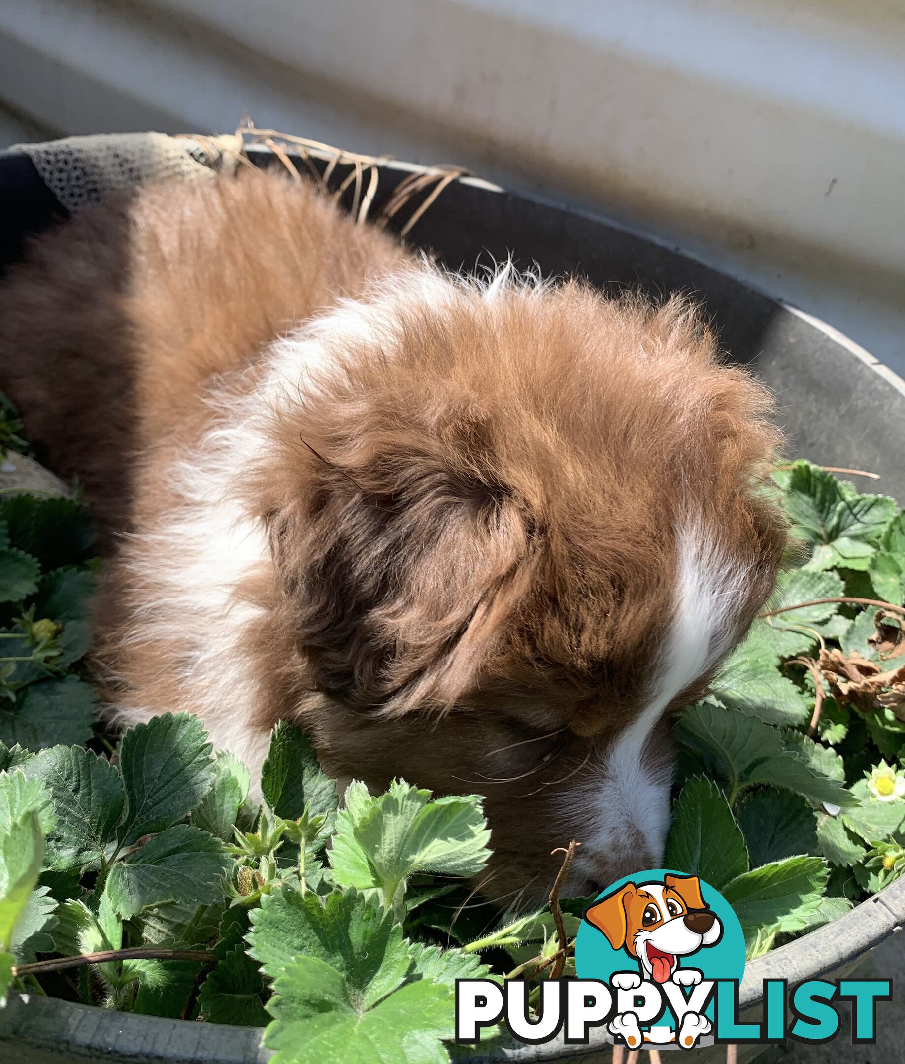 Australian Shepherd female Red Tri purebred puppy