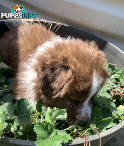 Australian Shepherd female Red Tri purebred puppy