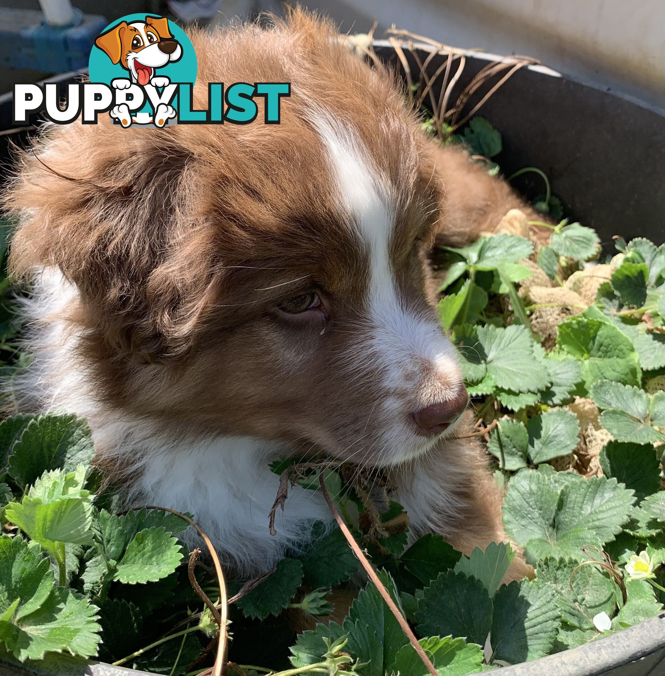 Australian Shepherd female Red Tri purebred puppy