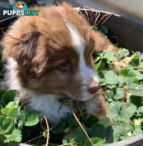 Australian Shepherd female Red Tri purebred puppy