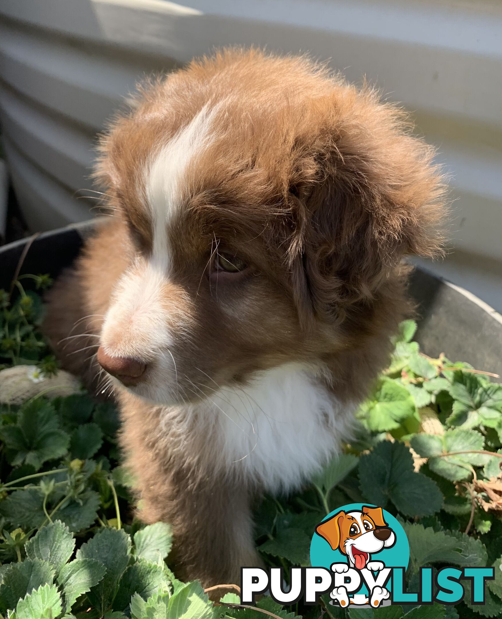 Australian Shepherd female Red Tri purebred puppy