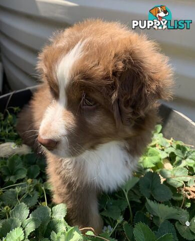 Australian Shepherd female Red Tri purebred puppy