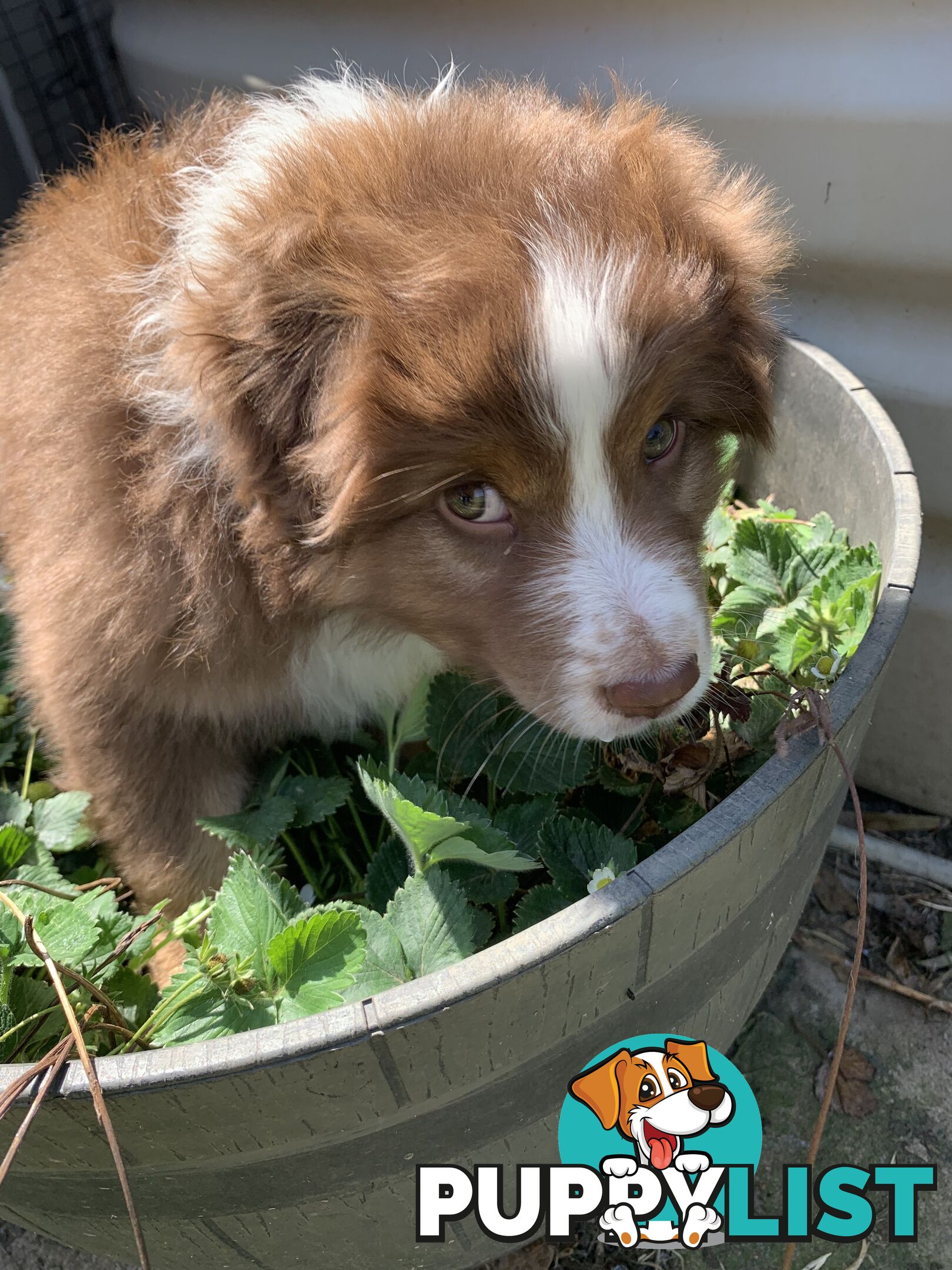 Australian Shepherd female Red Tri purebred puppy