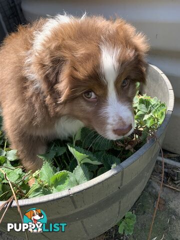 Australian Shepherd female Red Tri purebred puppy