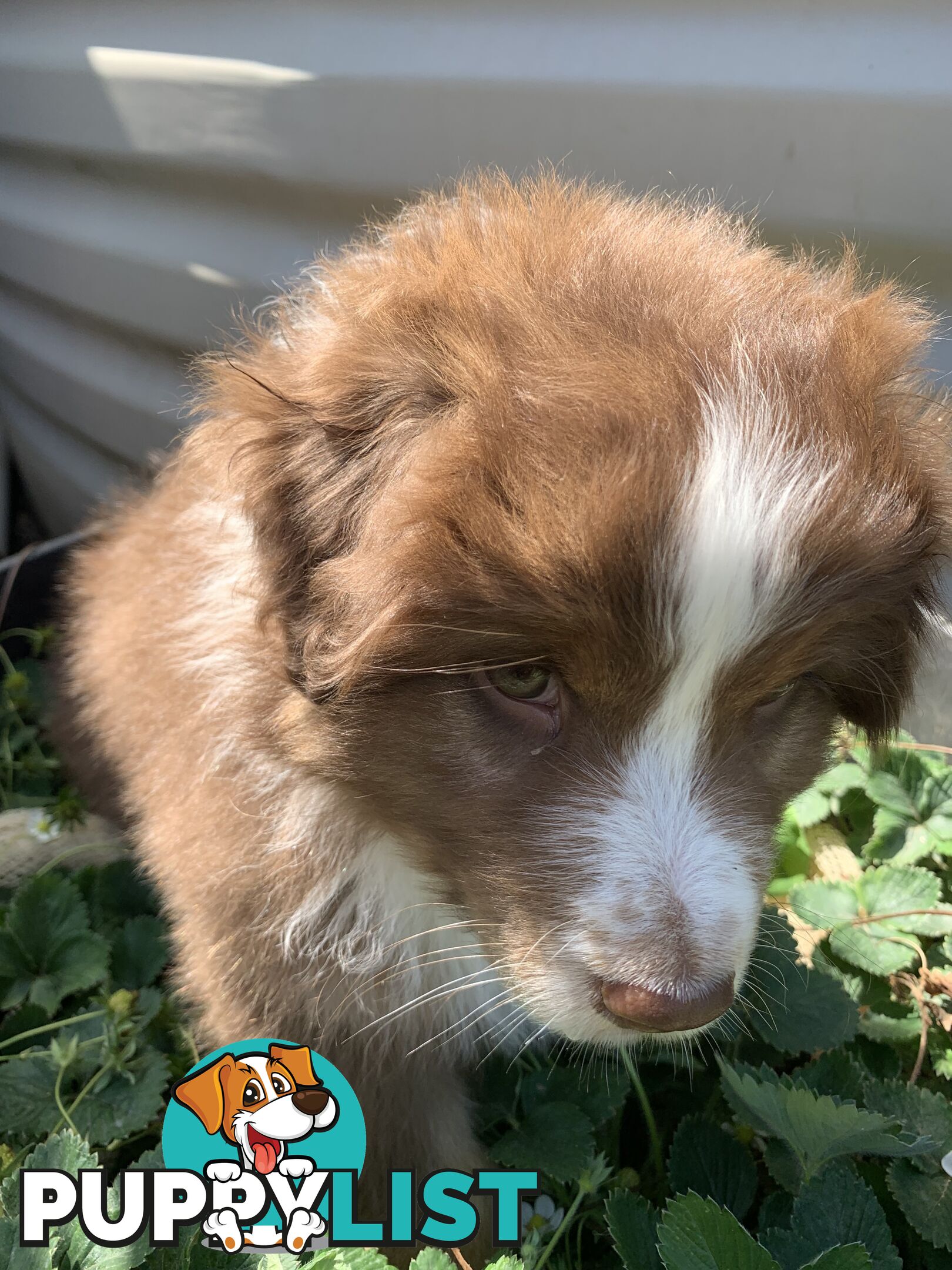 Australian Shepherd female Red Tri purebred puppy