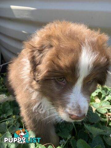 Australian Shepherd female Red Tri purebred puppy