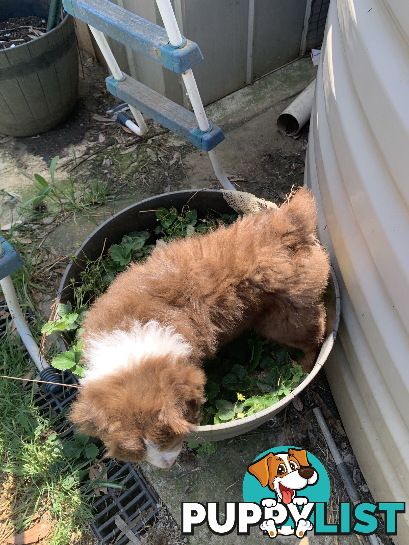 Australian Shepherd female Red Tri purebred puppy