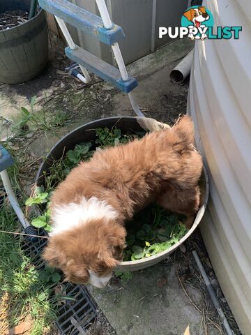 Australian Shepherd female Red Tri purebred puppy