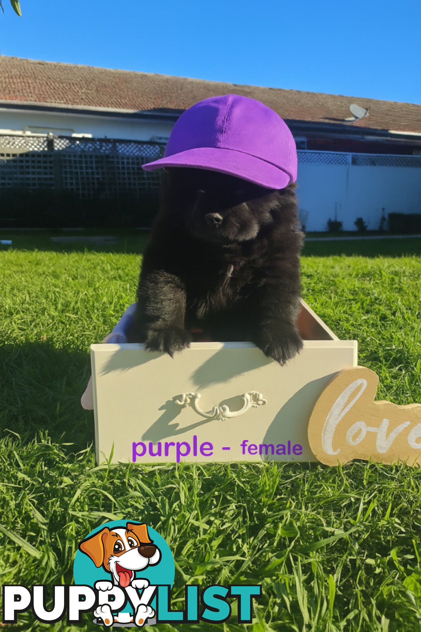 Chow Chow puppies