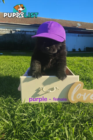 Chow Chow puppies