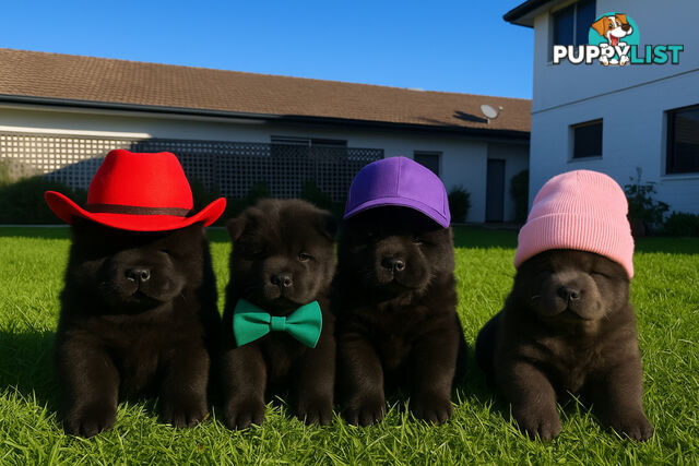 Chow Chow puppies