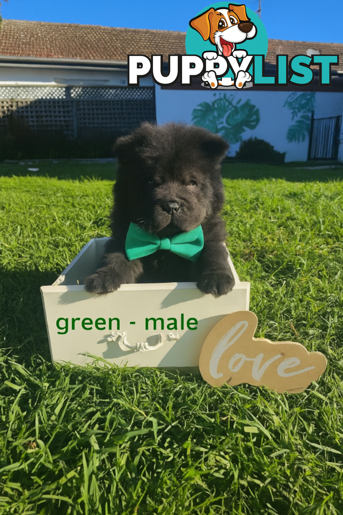 Chow Chow puppies