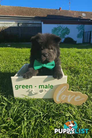 Chow Chow puppies