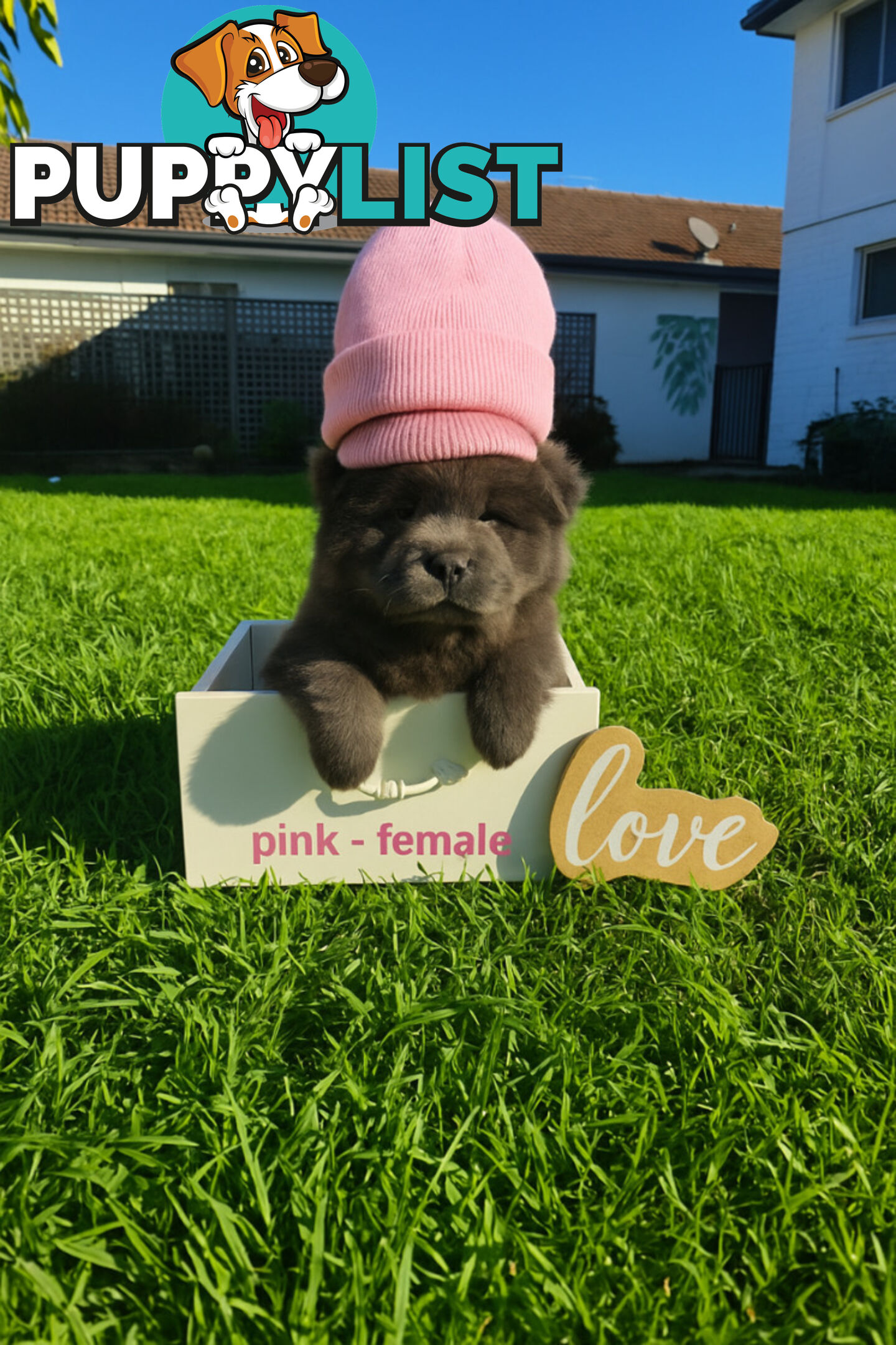 Chow Chow puppies