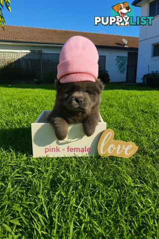 Chow Chow puppies