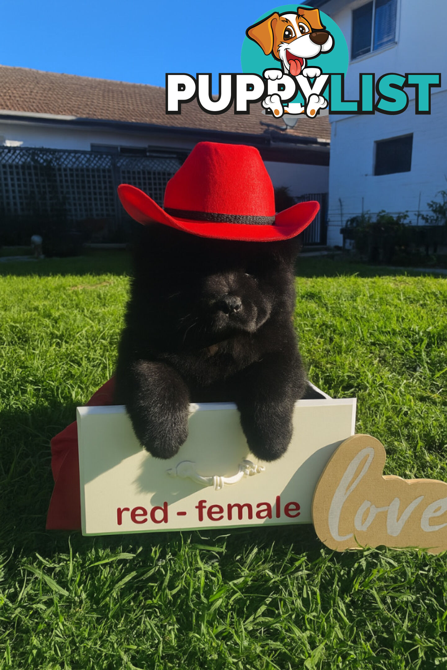 Chow Chow puppies