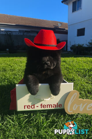 Chow Chow puppies