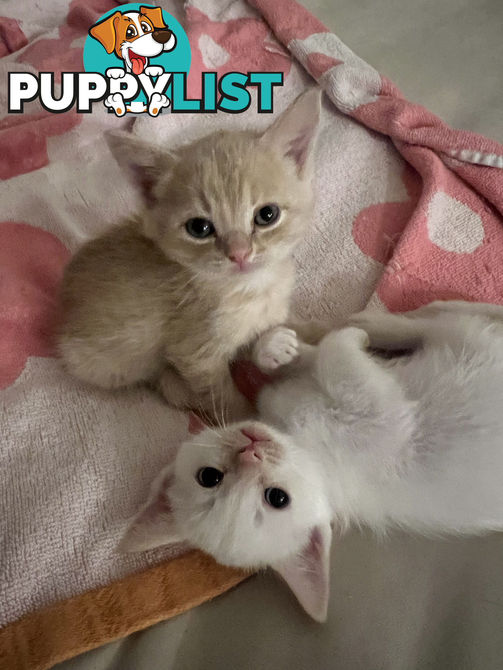 British Shorthair mix kittens for sale