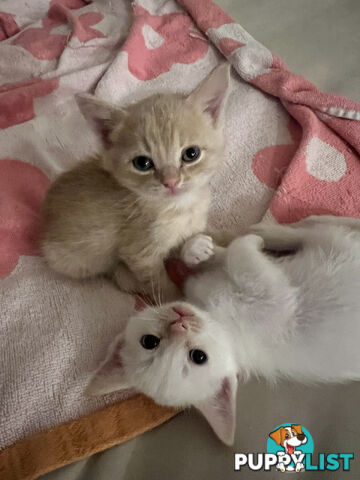 British Shorthair mix kittens for sale