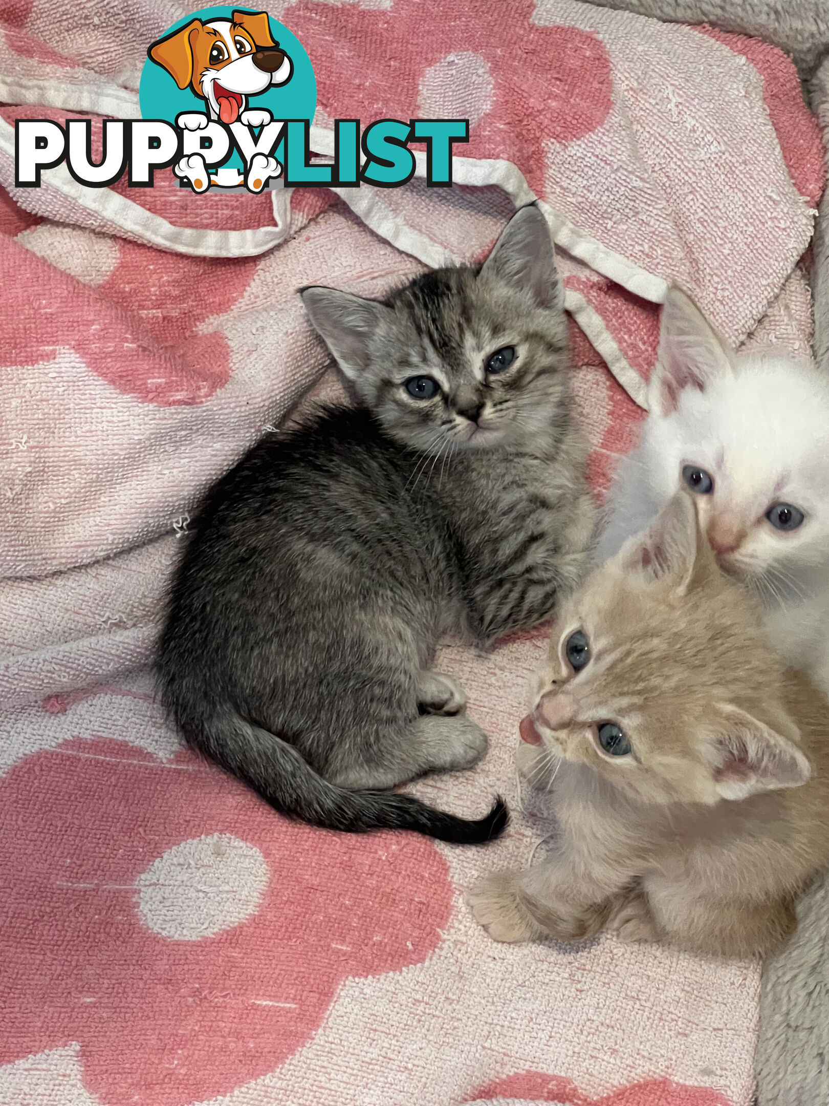 British Shorthair mix kittens for sale