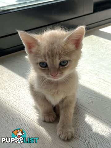 British Shorthair mix kittens for sale