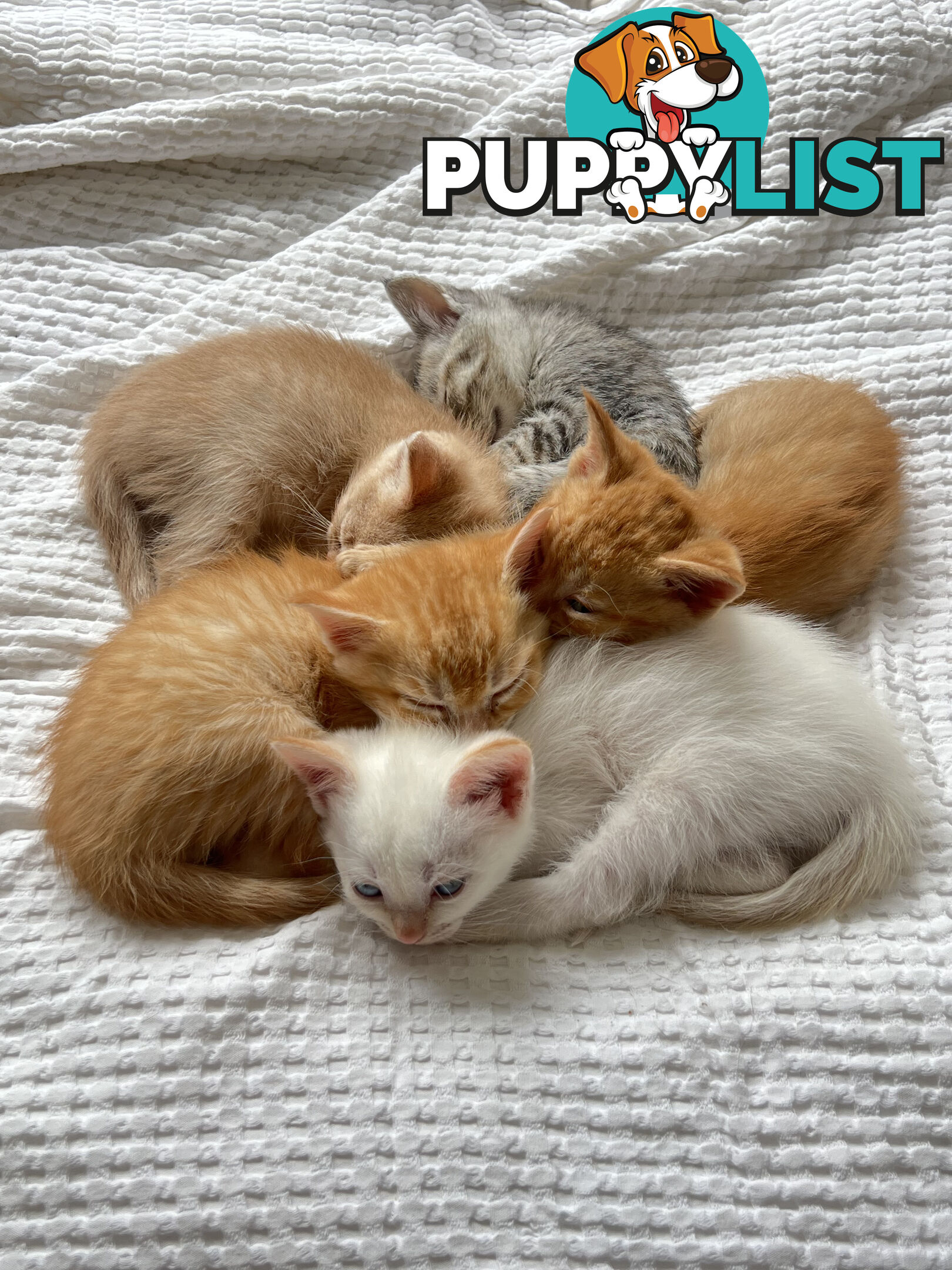 British Shorthair mix kittens for sale