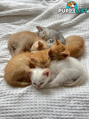 British Shorthair mix kittens for sale