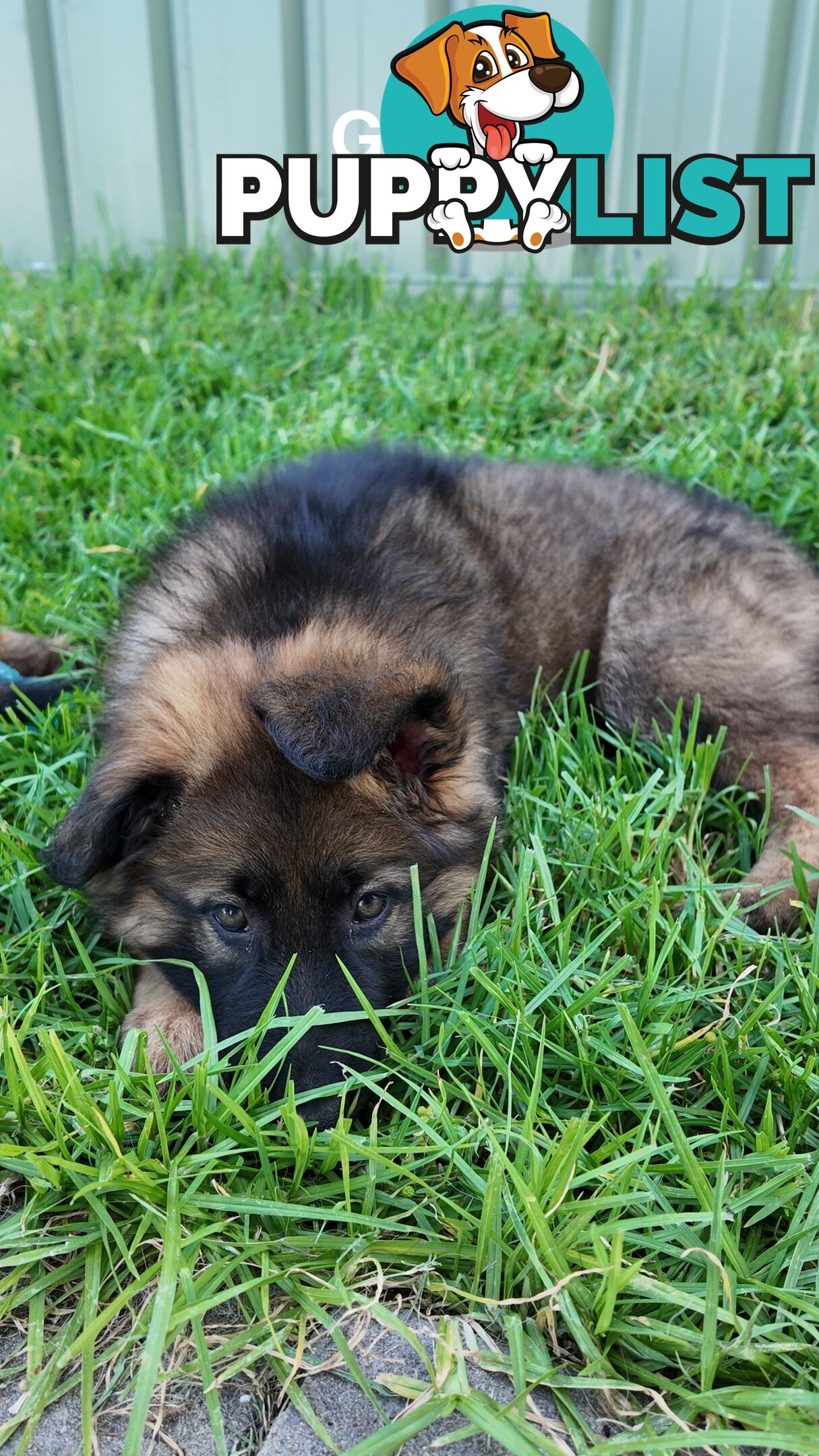 Purebred German Shepherd Puppies