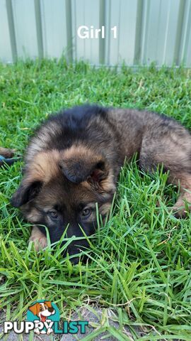 Purebred German Shepherd Puppies