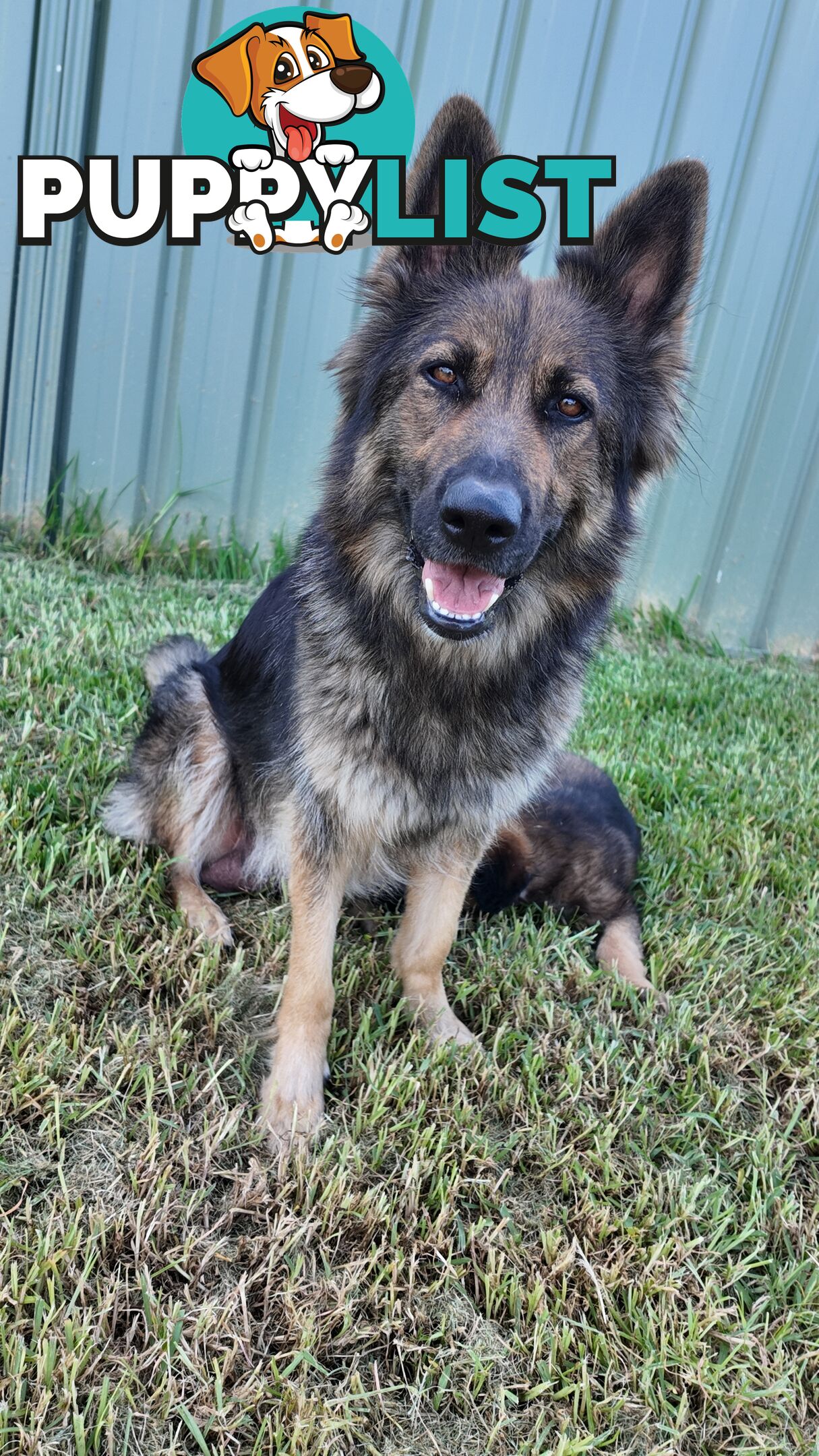 Purebred German Shepherd Puppies