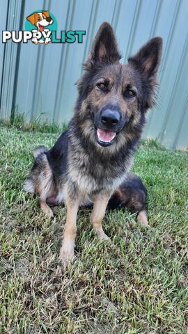 Purebred German Shepherd Puppies