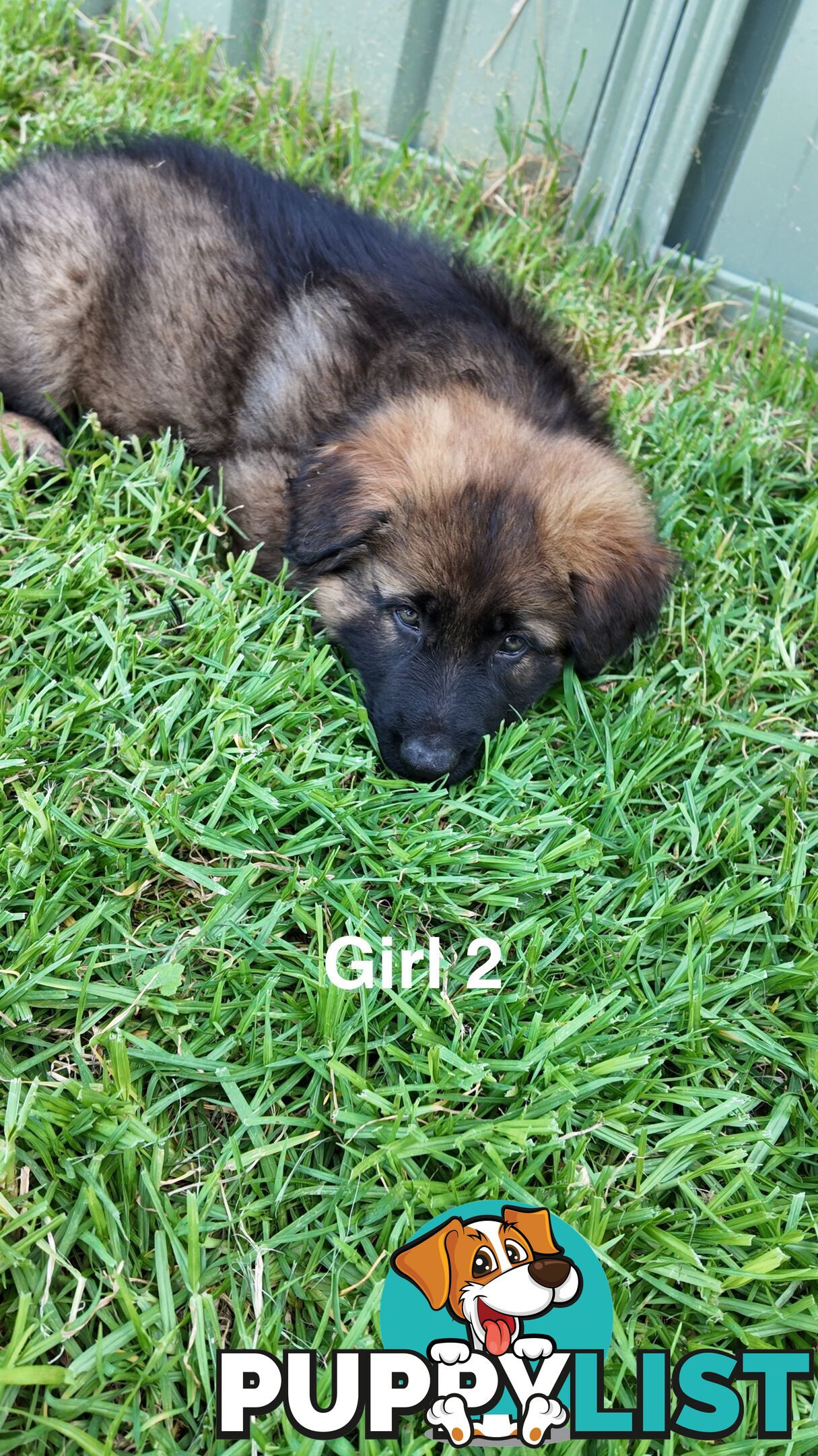 Purebred German Shepherd Puppies