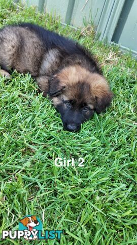 Purebred German Shepherd Puppies