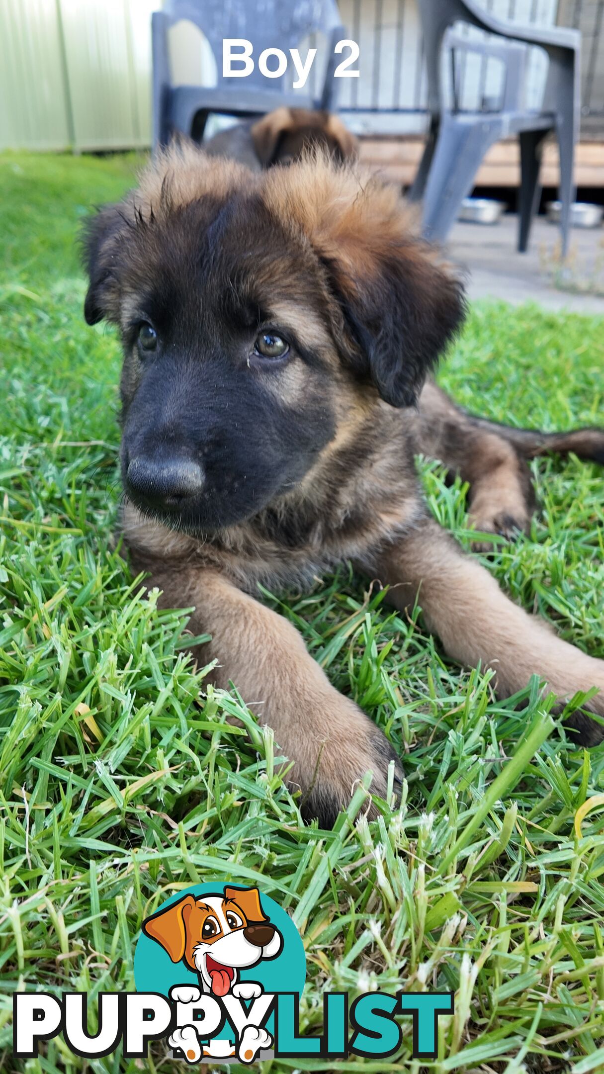 Purebred German Shepherd Puppies