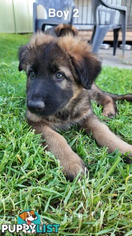 Purebred German Shepherd Puppies