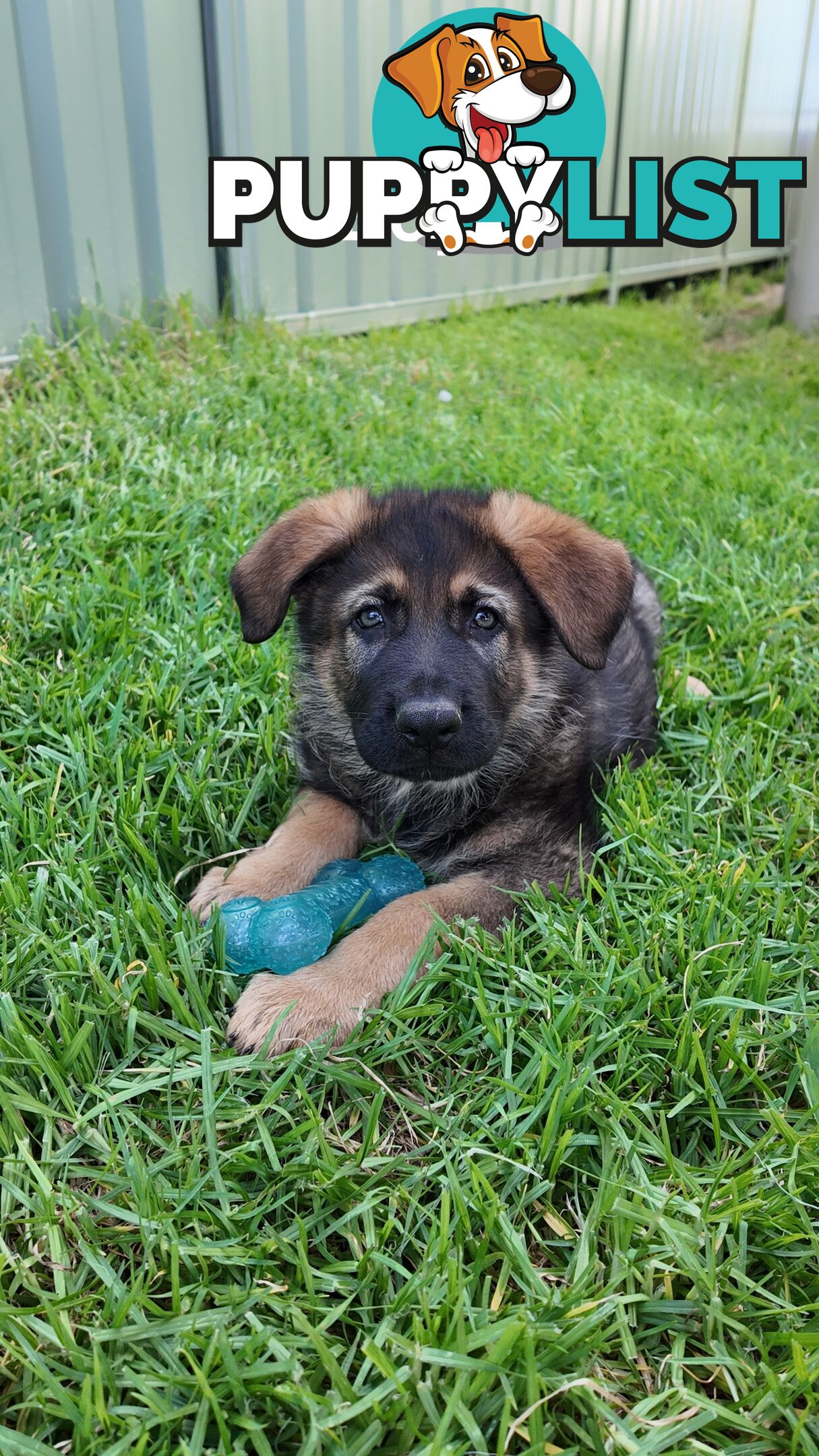 Purebred German Shepherd Puppies