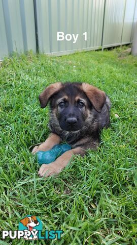 Purebred German Shepherd Puppies