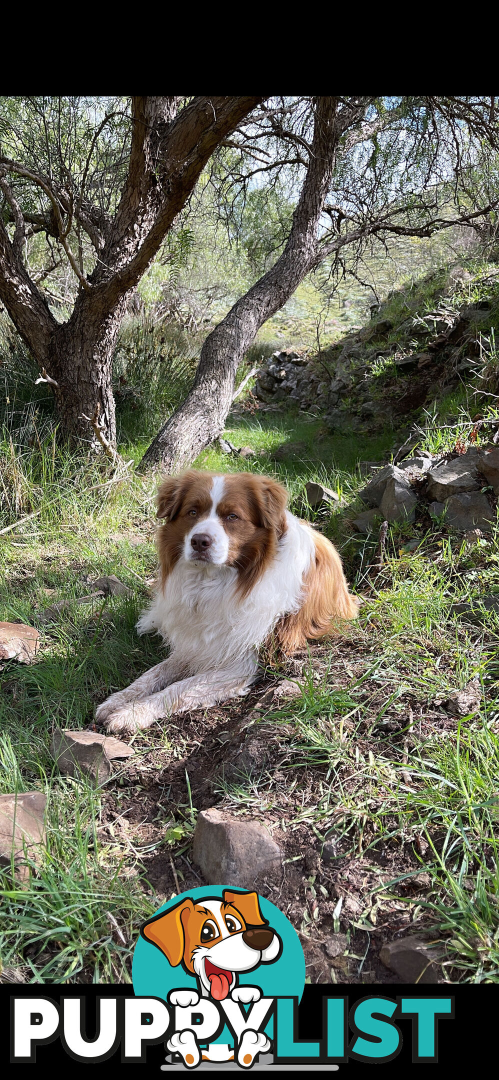 Border collie puppies for sale