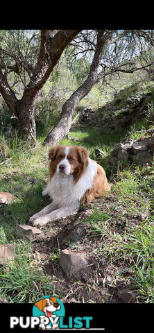 Border collie puppies for sale