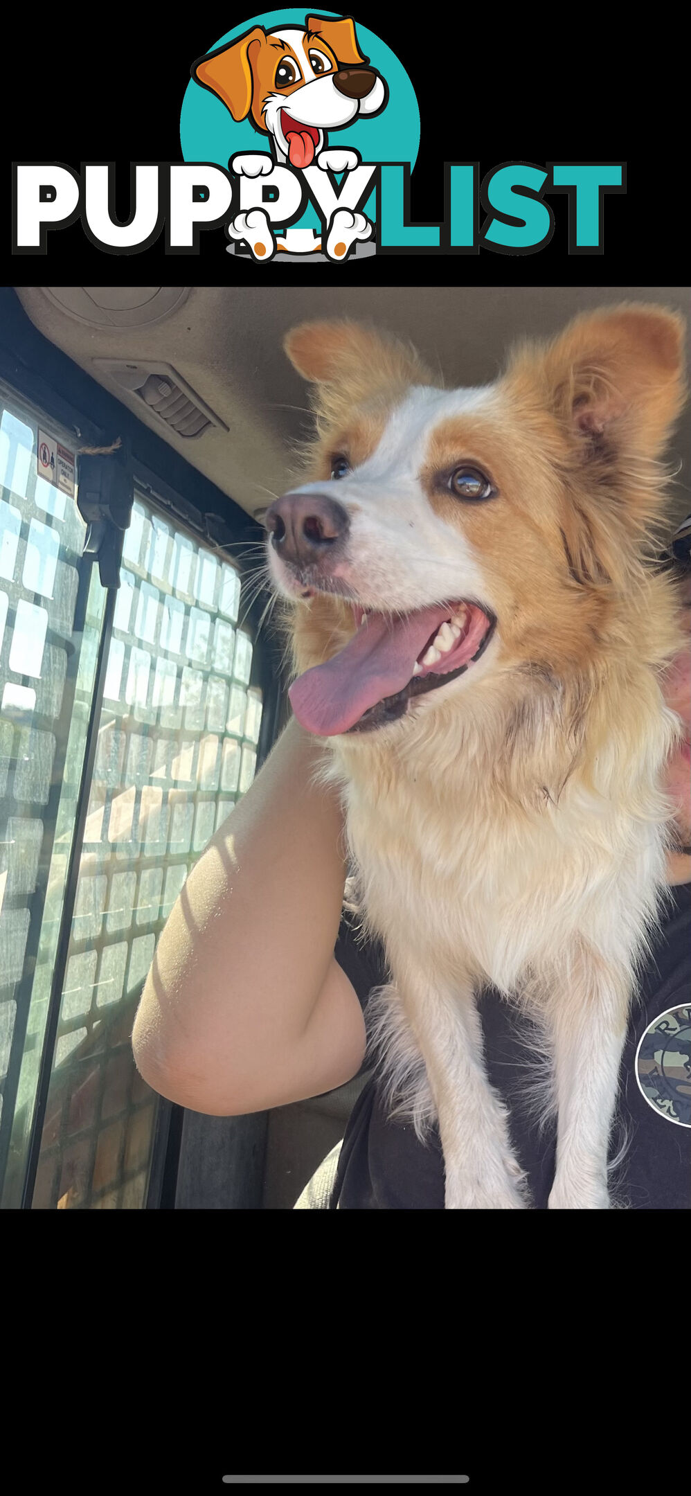 Border collie puppies for sale